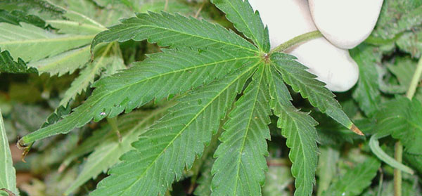 Gloved fingers holding a leaf of the Cannabis plant